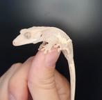 Te koop Wimpergekko’s (Crested Geckos), Dieren en Toebehoren, Hagedis, 0 tot 2 jaar