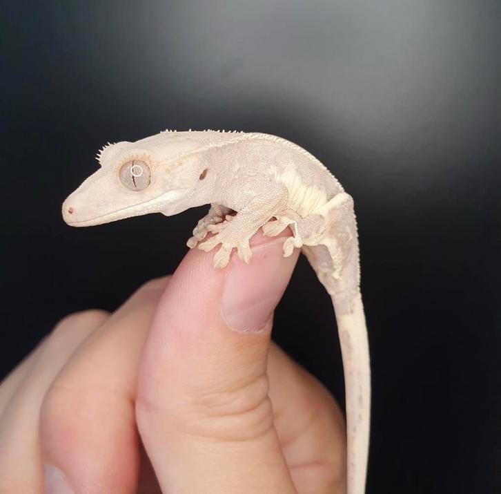 Te koop Wimpergekko’s (Crested Geckos) Crested Gecko - unknown for sale from Valerie