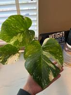 Monstera Thai Constellation, Ophalen, Overige soorten, Halfschaduw, In pot