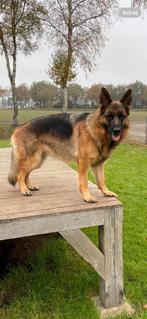 Duitse Herder teef, CDV (hondenziekte), Teef, Eén hond, 3 tot 5 jaar