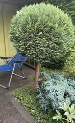 Conifeer op stam bol vorm, Tuin en Terras, Planten | Bomen, Bloeit niet, Halfschaduw, 100 tot 250 cm, Ophalen