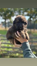 Berner sennen kruising pups (nog 2), 8 tot 15 weken, Groot, Meerdere, Meerdere dieren