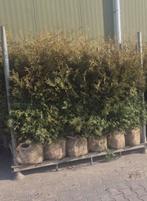 10 Coniferen 140/150, Tuin en Terras, Planten | Struiken en Hagen, Ophalen of Verzenden, Conifeer, 100 tot 250 cm