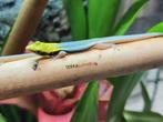 Phelsuma klemmeri koppel, Dieren en Toebehoren, Reptielen en Amfibieën, 0 tot 2 jaar, Hagedis
