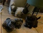 Shih Tzu pup 3 reutjes, diverse kleuren, Dieren en Toebehoren, Honden | Chihuahua's en Gezelschapshonden, 8 tot 15 weken, CDV (hondenziekte)