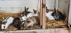 Jongen Rijnlander konijntjes te koop, Meerdere dieren, Middelgroot, 0 tot 2 jaar