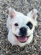 Franse bulldog fluffy teef 3 jaar, Dieren en Toebehoren, Honden | Bulldogs, Pinschers en Molossers, CDV (hondenziekte), Teef, Bulldog