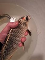 Koi, Dieren en Toebehoren, Vissen | Vijvervissen, Karper of Koi