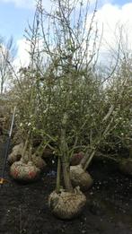 Laagstam Conference Perenbomen 20 jaar 195 EUR, Ophalen, 100 tot 250 cm, Perenboom, Lente