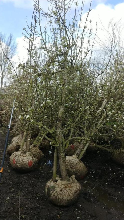 Laagstam Conference Perenbomen 20 jaar 195 EUR, Tuin en Terras, Planten | Fruitbomen, Perenboom, 100 tot 250 cm, Lente, Ophalen