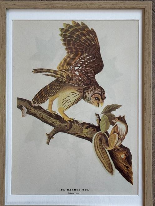 1947 Groot - Gestreepte uil Strix Varia Barred owl, Antiek en Kunst, Kunst | Etsen en Gravures, Verzenden