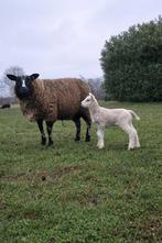 Te koop mooi schaap met ooilam, Vrouwelijk, Schaap