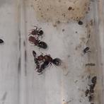 Colobopsis truncata 1q 3-15w | mieren ants mierenkolonie, Mieren