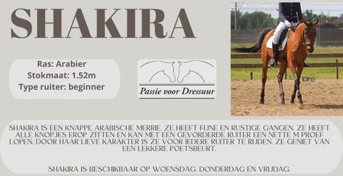 Leuke leasepaarden zijn opzoek naar vaste ruiters!, Dieren en Toebehoren, Paarden, Meerdere dieren, Onbeleerd
