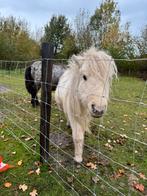 palmolino hengst jaarling   En vos  hengst veulen, Dieren en Toebehoren, Pony's, Met stamboom, Niet van toepassing, 0 tot 2 jaar