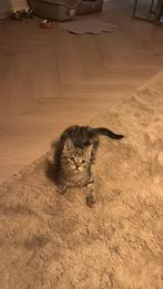 Kitten, Dieren en Toebehoren, Katten en Kittens | Overige Katten, Poes