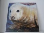 Zeehond op canvas 70 x 70 cm, 50 tot 75 cm, Ophalen of Verzenden, Zo goed als nieuw, Schilderij