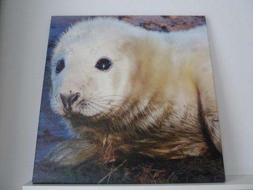 Zeehond op canvas 70 x 70 cm, Huis en Inrichting, Woonaccessoires | Schilderijen, Tekeningen en Foto's, Zo goed als nieuw, Schilderij