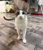 Gratis Eurpese kort haar kat, Dieren en Toebehoren, Katten en Kittens | Overige Katten, Kater