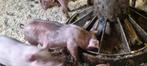 Biggen Duroc, Dieren en Toebehoren, Schapen, Geiten en Varkens, Meerdere dieren, Varken, 0 tot 2 jaar