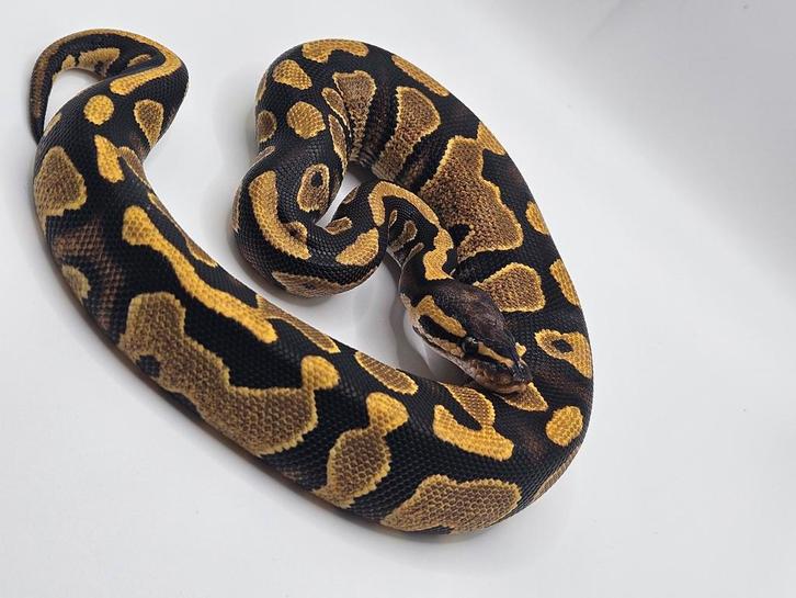 Koningspython- python regius - ballpython