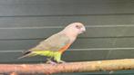 Roodbuikpapegaai man (Poicephalus Rufiventris), Dieren en Toebehoren, Mannelijk, Papegaai, Geringd