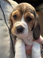 Beagle pups van de boerderij, Beagle, 8 tot 15 weken, Meerdere, Meerdere dieren