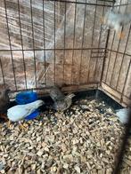 Kwartels 6 stuks, Dieren en Toebehoren, Vogels | Overige Vogels, Meerdere dieren, Tropenvogel, Geringd