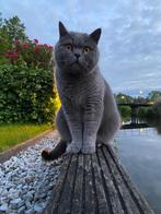 Brits korthaar, Dieren en Toebehoren, Kater, Gechipt, 3 tot 5 jaar