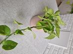 Kamerplanten pothos/scindapsus, Groene kamerplant, Ophalen, Overige soorten, Minder dan 100 cm