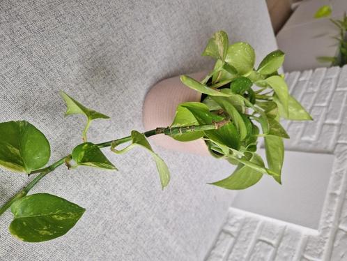Kamerplanten pothos/scindapsus, Huis en Inrichting, Kamerplanten, Overige soorten, Minder dan 100 cm, Groene kamerplant, Ophalen