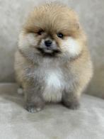 Pomerian meisje, Dieren en Toebehoren, Honden | Poolhonden, Keeshonden en Oertypen, België, Particulier, 8 tot 15 weken, Teef