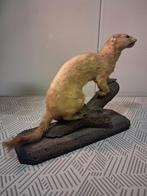 Opgezet dier taxidermi, Ophalen of Verzenden, Zo goed als nieuw, Wild dier, Opgezet dier