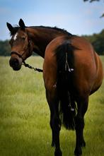 Bijrijder gezocht, Dieren en Toebehoren, Paarden en Pony's | Verzorgingsproducten, Ophalen