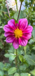 Dahlia 11, Tuin en Terras, Ophalen, Zomer, Overige soorten, Volle zon