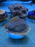 Kruipende montipora koraal 8cm zeeaquarium, Ophalen of Verzenden