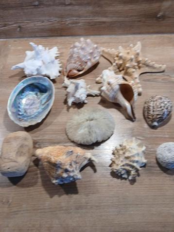 Diverse Schelpen en Koraal - Decoratie beschikbaar voor biedingen