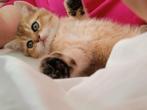 Lieve poes.black golden britse korthaar, Meerdere dieren, Ontwormd, 0 tot 2 jaar