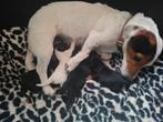 Jack russel  pups, Jack Russell Terriër, 8 tot 15 weken, CDV (hondenziekte), Meerdere