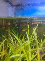 Guppies vissen te koop of te ruil of gratis, Dieren en Toebehoren, Ophalen of Verzenden