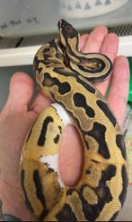 Collectie konings pythons met kweek benodigheden, Dieren en Toebehoren, Slang