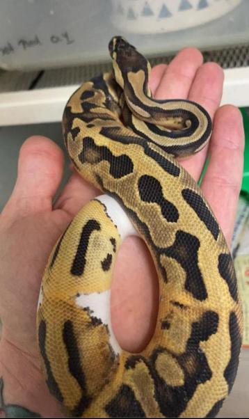 Collectie konings pythons met kweek benodigheden  beschikbaar voor biedingen
