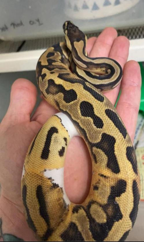 Collectie konings pythons met kweek benodigheden, Dieren en Toebehoren, Reptielen en Amfibieën, Slang