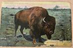 Amerikaanse Bizon Buffel oude Theochrom kaart  1905, Verzamelen, Ophalen of Verzenden, Voor 1920, Gelopen, Overige thema's