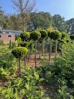 Te koop: mooie bolconiferen, Ophalen, Conifeer, Haag, 100 tot 250 cm