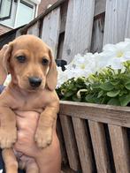 Blond reutje - dwergteckel pup  🏡🐶, Dieren en Toebehoren, Honden | Teckels en Dashonden, Reu, 8 tot 15 weken, Korthaar, Dwerg