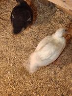 Kwakertjes te koop! Jonge dieren, vrouwtjes en mannetjes!, Dieren en Toebehoren, Meerdere dieren, Eend