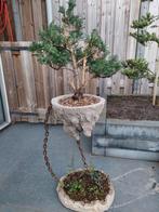 Juniperus bonsai, Ophalen
