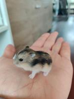 Schattige tamme dwerghamsters (complete sets ook mogelijk), Dieren en Toebehoren, Knaagdieren, Meerdere dieren, Hamster, Na 1 juli 2024