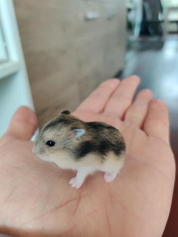 Schattige tamme dwerghamsters (complete sets ook mogelijk) beschikbaar voor biedingen